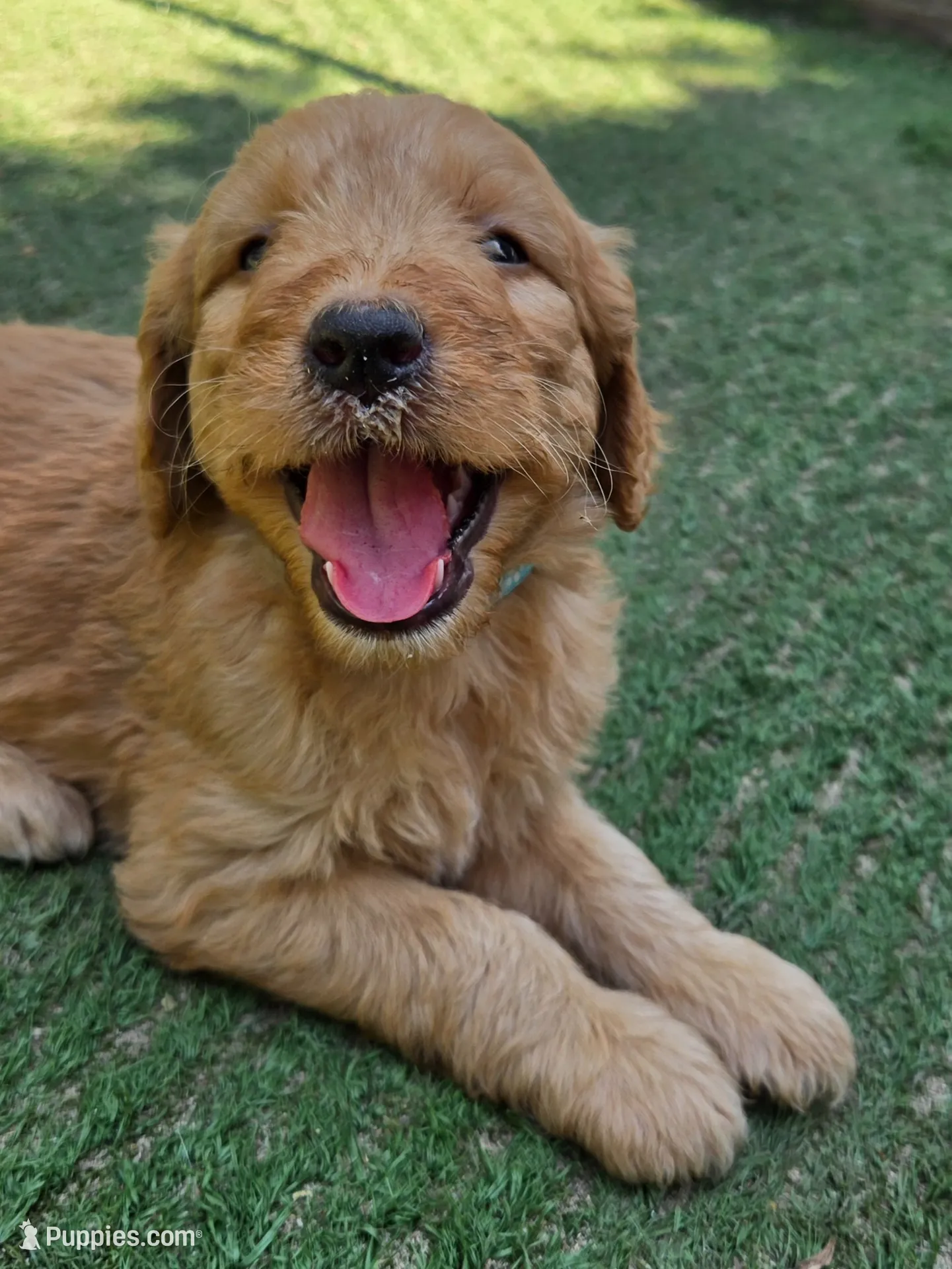 Teal, a female Goldendoodle for sale in San Fernando, CA – 1 of 5