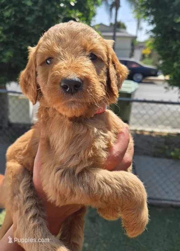 Coral pink – Goldendoodle puppy for sale in San Fernando, CA