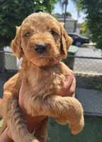 Coral pink, a female Goldendoodle for sale in San Fernando, CA – 1 of 4