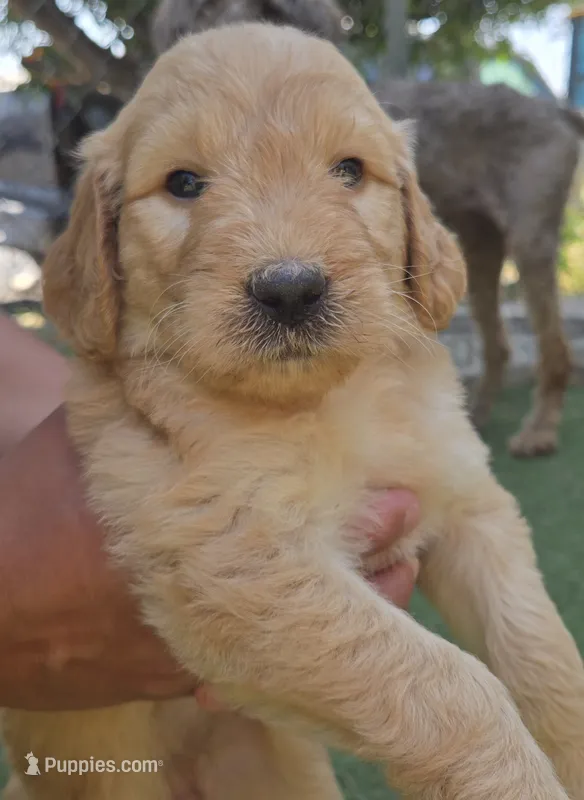 Hot pink – Goldendoodle puppy for sale in San Fernando, CA