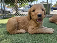 Teal, a female Goldendoodle for sale in San Fernando, CA – 2 of 5