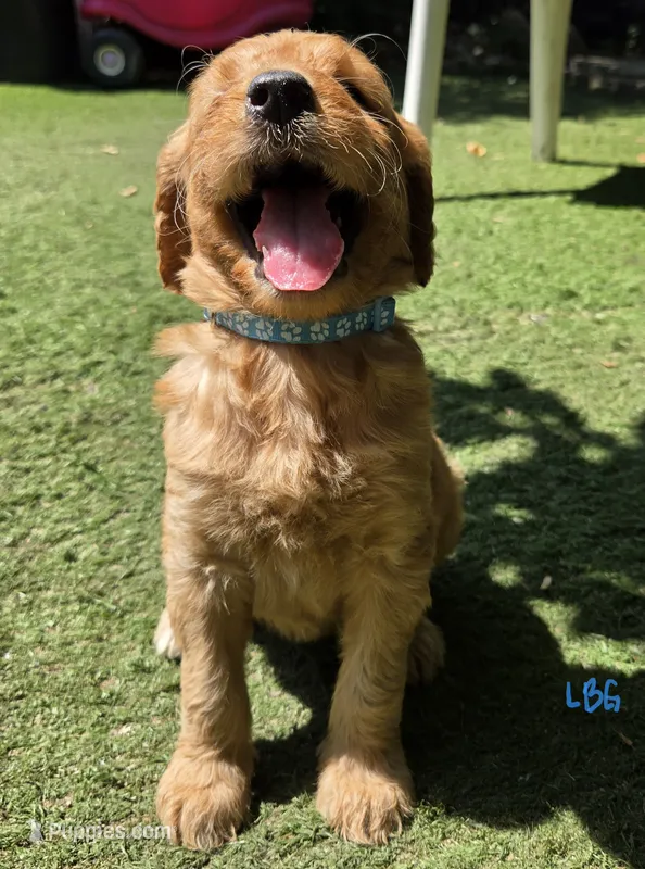 Light blue – Goldendoodle puppy for sale in San Fernando, CA