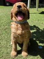 Light blue, a female Goldendoodle for sale in San Fernando, CA – 1 of 3