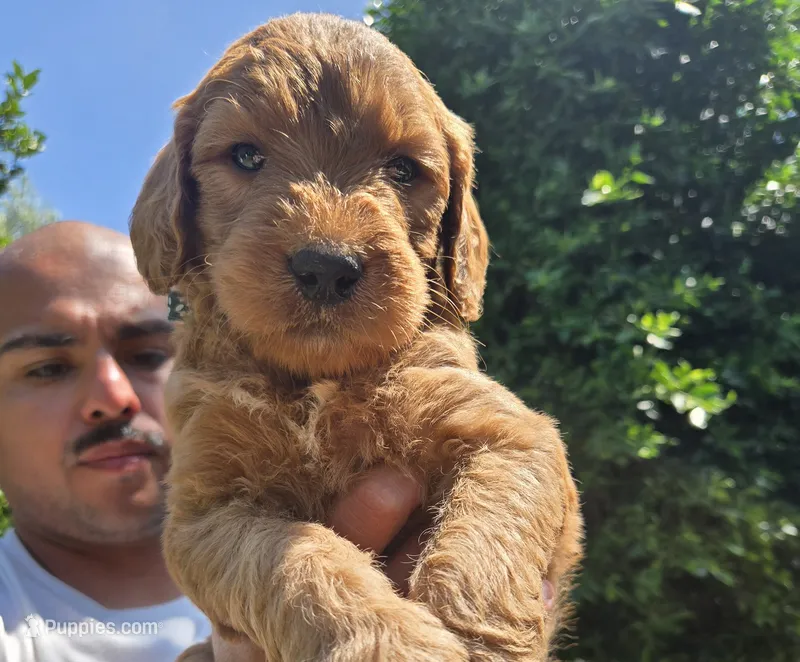 Green boy – Goldendoodle puppy for sale in San Fernando, CA