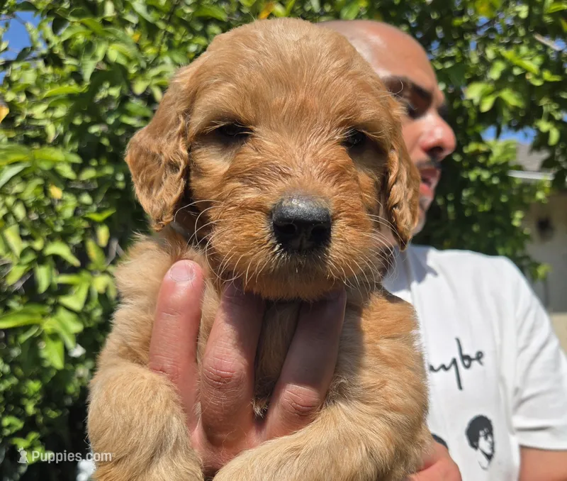 Red – Goldendoodle puppy for sale in San Fernando, CA