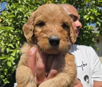 Red, a female Goldendoodle for sale in San Fernando, CA – 1 of 3