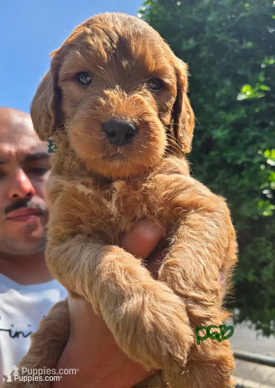 Green boy – Goldendoodle puppy for sale in San Fernando, CA