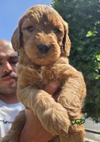 Green boy, a male Goldendoodle for sale in San Fernando, CA – 2 of 3