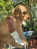 Brown boy, a male Goldendoodle for sale in San Fernando, CA – 3 of 4