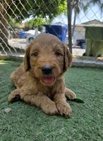 Coral pink, a female Goldendoodle for sale in San Fernando, CA – 2 of 4