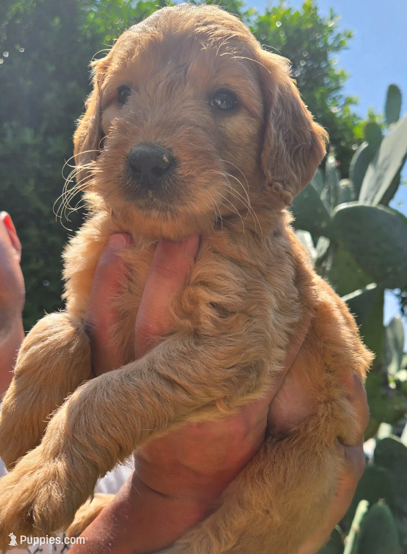 Light purple, a female Goldendoodle for sale in San Fernando, CA – 2 of 2