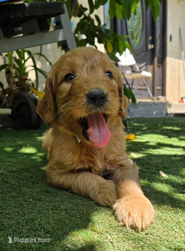 Light purple – Goldendoodle puppy for sale in San Fernando, CA