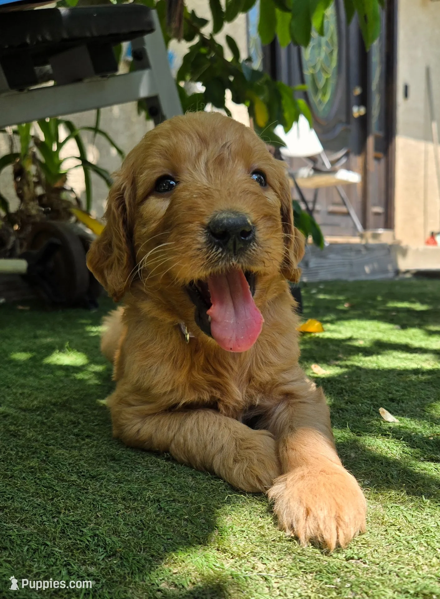 Light purple, a female Goldendoodle for sale in San Fernando, CA – 1 of 2