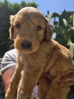 Brown boy, a male Goldendoodle for sale in San Fernando, CA – 4 of 4