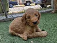 Coral pink, a female Goldendoodle for sale in San Fernando, CA – 3 of 4