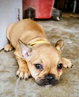 Gotena, a female French Bulldog for sale in Menifee, CA – Photo 1 of 5