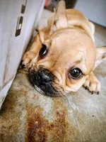 Gotena, a female French Bulldog for sale in Menifee, CA – Photo 5 of 5