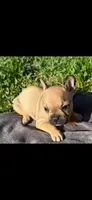 Gotena, a female French Bulldog for sale in Menifee, CA – Photo 2 of 5