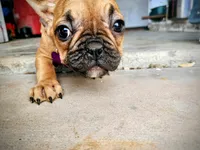 Gohana, a female French Bulldog for sale in Menifee, CA – Photo 6 of 6