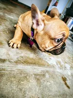 Gohana, a female French Bulldog for sale in Menifee, CA – Photo 5 of 6