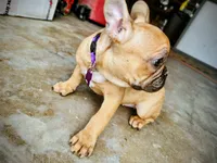 Gohana, a female French Bulldog for sale in Menifee, CA – Photo 4 of 6