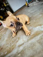 Gohana, a female French Bulldog for sale in Menifee, CA – Photo 1 of 6