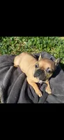Gohana, a female French Bulldog for sale in Menifee, CA – Photo 3 of 6