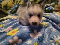 Willow, a female Siberian Husky for sale in Zearing, IA – 5 of 5