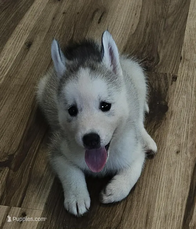 Willow – Siberian Husky puppy for sale in Zearing, IA