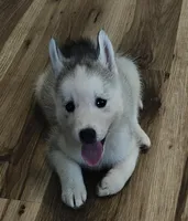 Willow, a female Siberian Husky for sale in Zearing, IA – 1 of 5