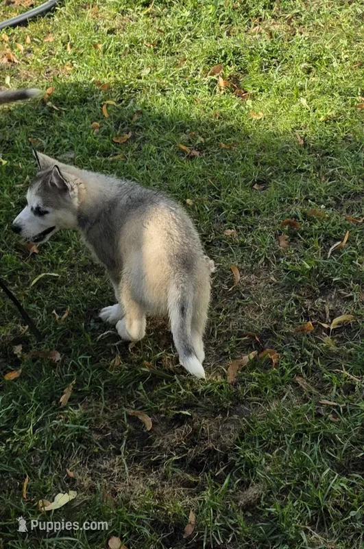 Sibirica  – Siberian Husky puppy for sale in Zearing, IA