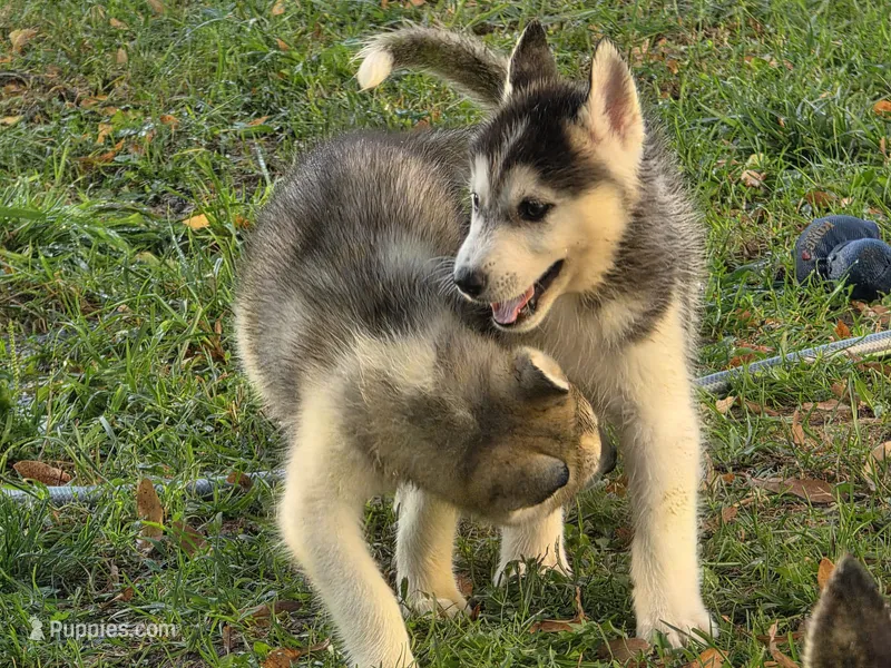 Spruce – Siberian Husky puppy for sale in Zearing, IA