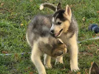 Spruce, a male Siberian Husky for sale in Zearing, IA – 2 of 10