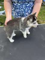 Spruce, a male Siberian Husky for sale in Zearing, IA – 4 of 5
