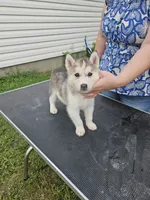 Denali , a female Siberian Husky for sale in Zearing, IA – 3 of 5
