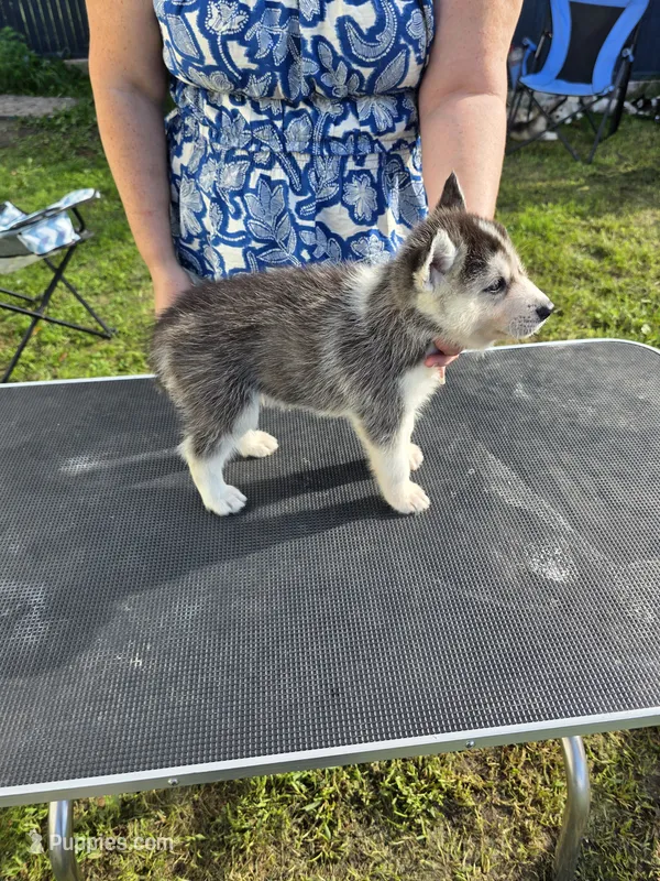 Spruce – Siberian Husky puppy for sale in Zearing, IA