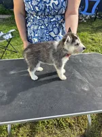 Spruce, a male Siberian Husky for sale in Zearing, IA – 1 of 5
