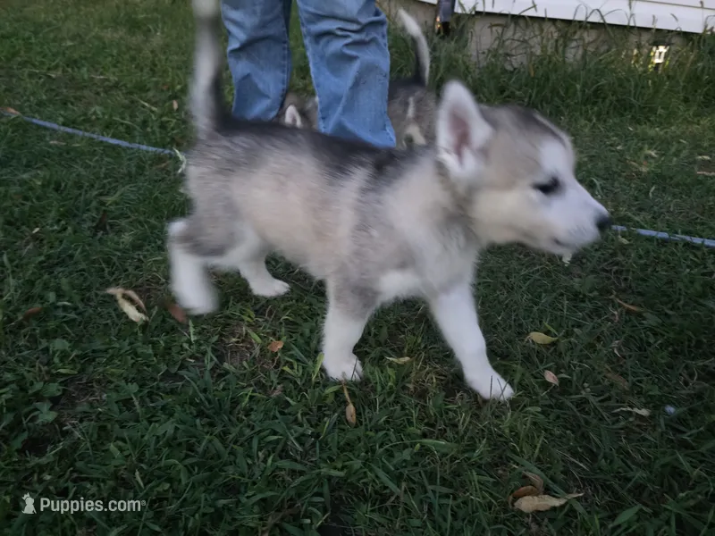 Denali  – Siberian Husky puppy for sale in Zearing, IA