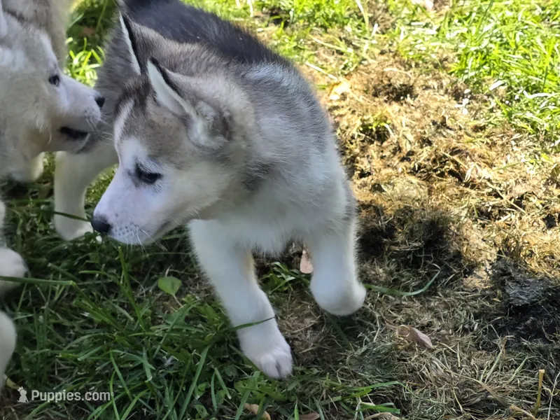 Denali  – Siberian Husky puppy for sale in Zearing, IA