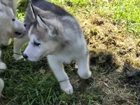 Denali , a female Siberian Husky for sale in Zearing, IA – 1 of 5