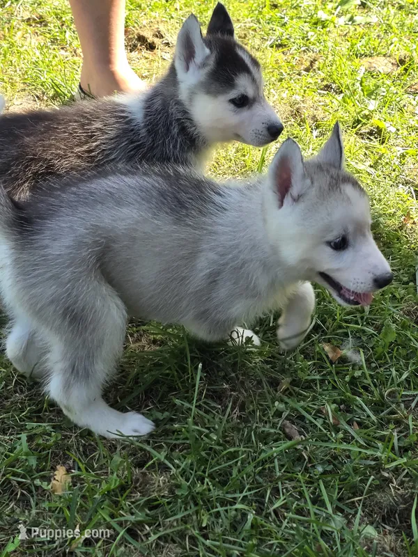 Willow – Siberian Husky puppy for sale in Zearing, IA