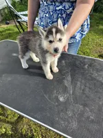 Spruce, a male Siberian Husky for sale in Zearing, IA – 5 of 5