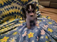 Spruce, a male Siberian Husky for sale in Zearing, IA – 2 of 5