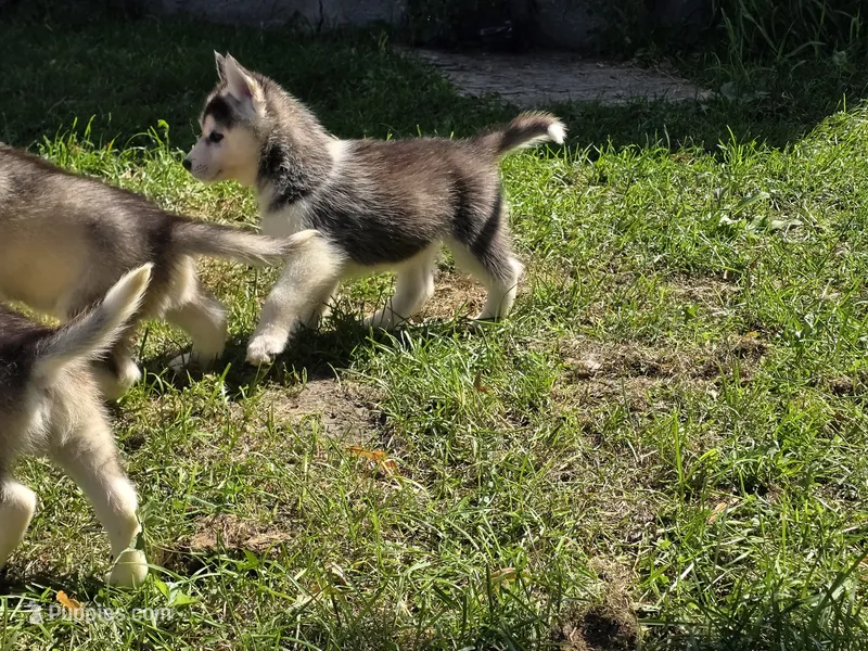 Spruce – Siberian Husky puppy for sale in Zearing, IA