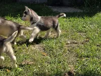 Spruce, a male Siberian Husky for sale in Zearing, IA – 3 of 10