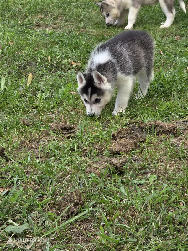 Spruce – Siberian Husky puppy for sale in Zearing, IA