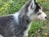 Spruce, a male Siberian Husky for sale in Zearing, IA – 5 of 10