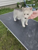 Willow, a female Siberian Husky for sale in Zearing, IA – 2 of 5