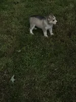 Sibirica , a female Siberian Husky for sale in Zearing, IA – 3 of 5