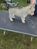 Willow, a female Siberian Husky for sale in Zearing, IA – 3 of 5
